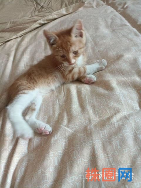 小橘猫免费领养