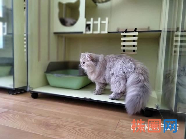 长沙岳麓区猫猫寄养，猫别墅猫爬架齐全，家庭式寄养