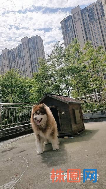 妞妈家庭宠物寄养、洗护接单啦